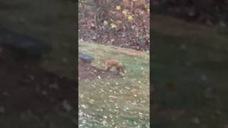 Fox 🦊Is Visiting foxes backyardanimals [upl. by Hsirehc]