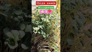 Chiya seeds microgreens fun sciencefun experiement [upl. by Kola484]