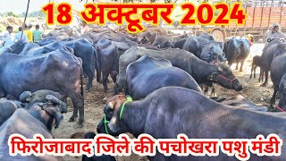 18 अक्टूबर 2024  Pachokhara pashu mandi  pachokhara Buffalo market  pashu mandi [upl. by Llohcin]