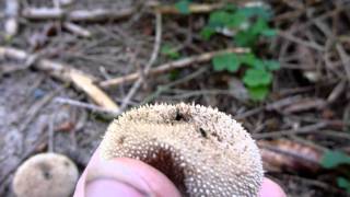 Flaschenstäubling  Common Puffball Lycoperdon perlatum [upl. by Mazonson59]