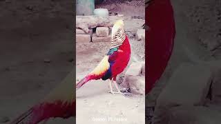 Golden Pheasant  Beautiful Pheasant  Colorful Bird birds shorts [upl. by Siravaj956]