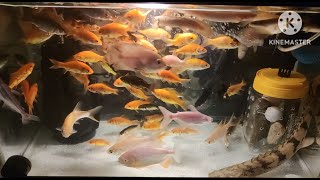 Endlicheri Albino Red Belly Pacu Albino Tiger Oscar Tinfoil Barb Albino Giant Gourami [upl. by Airamzul]