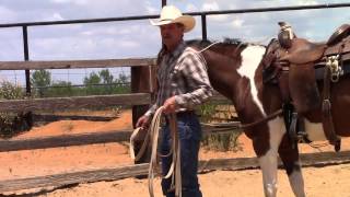 How to lunge a horse in a bitting rig [upl. by Marie454]