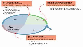 Cell Cycle Checkpoints Controls [upl. by Erskine]