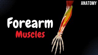 Muscles of the Forearm Division Origin Insertion Function [upl. by Pass272]