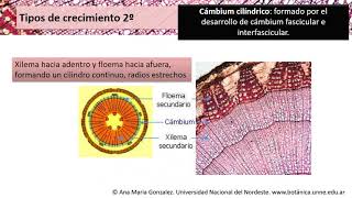 BOTÁNICA Unidad 16 Estructura secundaria del tallo Xilema 2° 1 de 5 vídeos [upl. by Notsur]