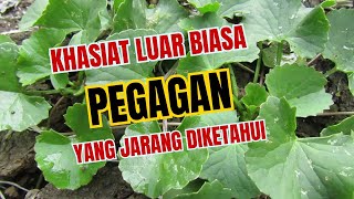 Khasiat dan Manfaat Luar Biasa Daun Pegagan untuk Kesehatan Menurut Ilmu Pengetahuan dan IsIam [upl. by Mariel]