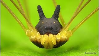 Bunny Harvestman preparing for a new day [upl. by Eillah]