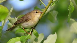 Willow Warbler [upl. by Ydnolem]