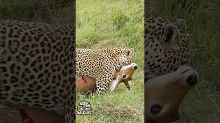 Leopard’s patience turned into lethal precision ending the bushbuck’s life [upl. by Barkley]