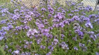 Phacelia Ein Bienenparadies [upl. by Valiant]