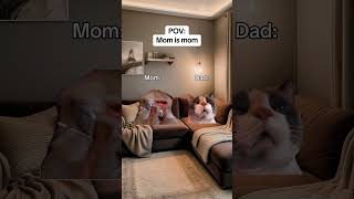 CAT MEMES 🐱Mom is mom catmemes relatable relationship [upl. by Lolanthe]