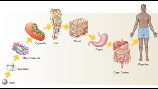 Levels of organisations  Class 9  Biology [upl. by Aknahs682]