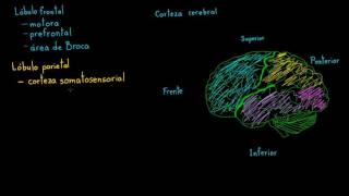 Revisión de las funciones de la corteza cerebral  Biología  Khan Academy en Español [upl. by Jehiel]