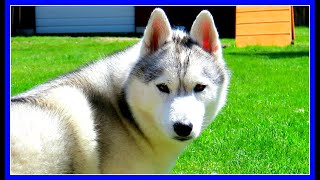 WHY IS MY HUSKY NOT FLUFFY  AskGTTSD  Fan Friday 255 QampA [upl. by Cathrine94]