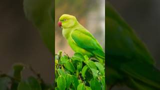 Rose ringed parakeet 🦜 Please like share and subscribe🙏🏻 [upl. by Airekat]