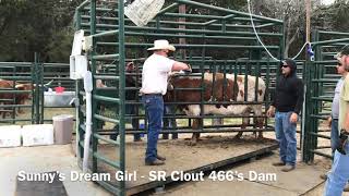 Struthoff Ranch working 450 Longhorns in 12 actual hours over 2 days 32119  32219 [upl. by Yclek]