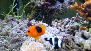 Amphiprion ephippium印度紅蕃茄小丑Red saddleback anemonefish [upl. by Perle]