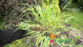 Florinipl  Hakonechloa mrozoodporna trawa bambusowamp4 [upl. by Ahaelam]