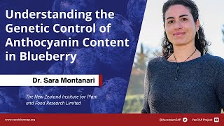 Understanding the Genetic Control of Anthocyanin Content in Blueberry [upl. by Zaslow104]