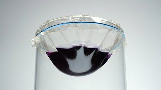 Homemade Bioplastic testing gelatin water resistance [upl. by Aiht]