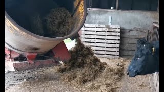 Silaging cattle with the MF6170 and Teagle Tomahawk 4040 shredder [upl. by Eelarol]