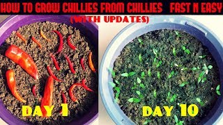 How to Grow Chillies from Chillies at Home Fast N Easy [upl. by Noivaz]