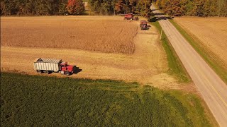 Combining soybeans Soybean harvest 2024 [upl. by Eraste576]