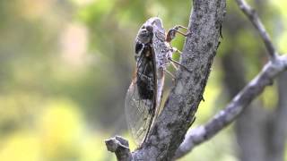 Cicada singing [upl. by Valery]