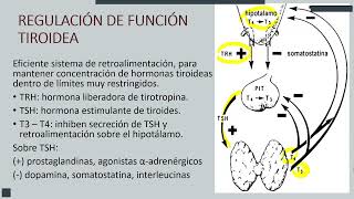 Fx tiroidea  Fx pancreática  Unidad 2  Patología clínica  sem 10 [upl. by Aivatnohs129]