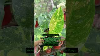 Variegated Philodendron Greencongo caretips plantingtips homegardeningtips happygardening [upl. by Chiaki]