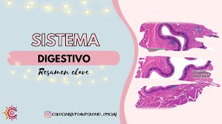 Sistema Digestivo [upl. by Mat167]