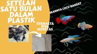 Cara Menetaskan Telur Killifish Guentheri  Pakan Burayak Killifish [upl. by Daniella]