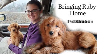 Bringing Home Our Goldendoodle Puppy  8 week old Goldendoodle [upl. by Pinsky309]