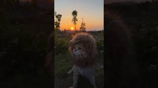 Cat imitating a lion 😂🦁 [upl. by Batchelor]