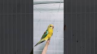 Opaline Red rumped parakeet male chick birds breeding redrumped grassparakeet australianparrot [upl. by Hagan]