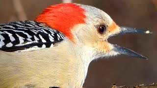 Red bellied woodpecker call  song  sounds  Bird [upl. by Rossner]