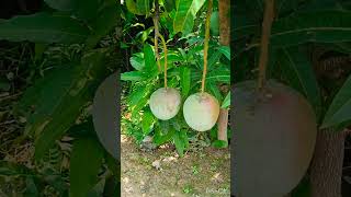 R2E2 MangoApple mango 🥭 plant availablecontact 8317853257All over india wholesalers  gardening [upl. by Gwenette604]