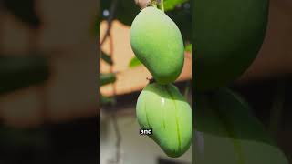 Resilient Mango Tree How It Survived a Hurricane and Thrived 🌪️🥭quot mango food [upl. by Jenkins936]