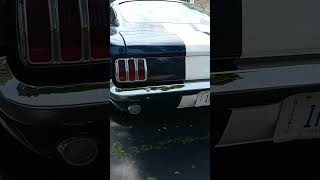 65 MustAng basking in the sun automobile fordmustang shelbygt350 [upl. by Ettenor481]