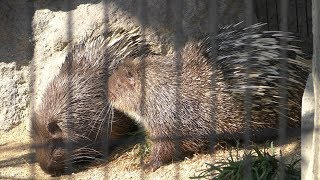 マレーヤマアラシ の『バイオ』と『モミジ』 福山市立動物園 2019年2月25日 [upl. by Ahsait242]