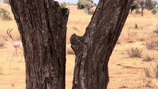 GERENUK can survive its entire life without ever taking a drink of water [upl. by Oakman]