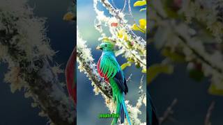 Interesting Facts About Resplendent Quetzal shorts trending [upl. by Charpentier]