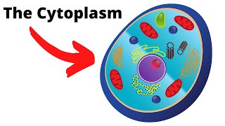 CytoplasmThe important fluid of the cell [upl. by Lilak169]