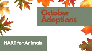 October Adoptions 2024 [upl. by Casabonne]