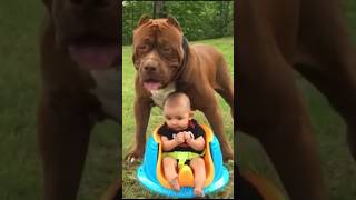 The ultimate nanny dog 😳 youtubeshorts dog shorts [upl. by Trebmal]