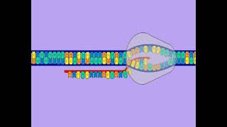 les étapes de lexpression de linformation génétique Transcription et Traduction [upl. by Castor]