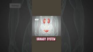 Urinary system short animationillustration video urinarysystem [upl. by Asirret]