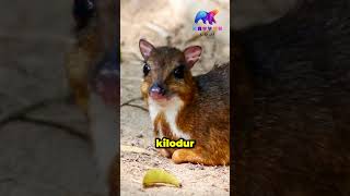 Fare Geyik Chevrotain animals [upl. by Mannes]