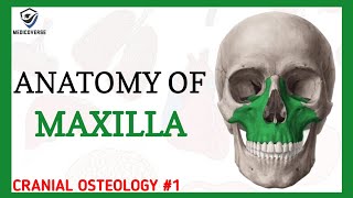 Maxilla Anatomy  Cranial osteology 1 [upl. by Hseyaj792]